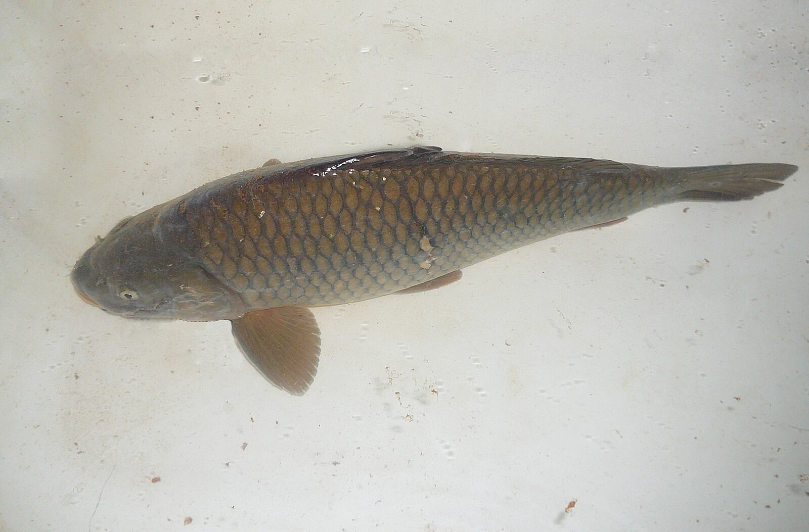 A live carp visibly swimming in a household bathtub.