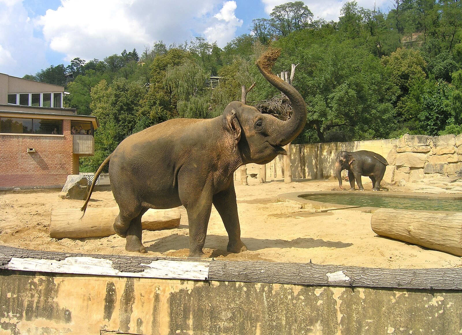 Elephant in the large-mammal area of Prague Zoo.