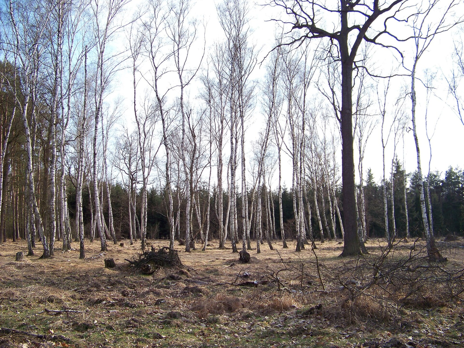 Birch grove in Kersko, showing the forest landscape central to the story.