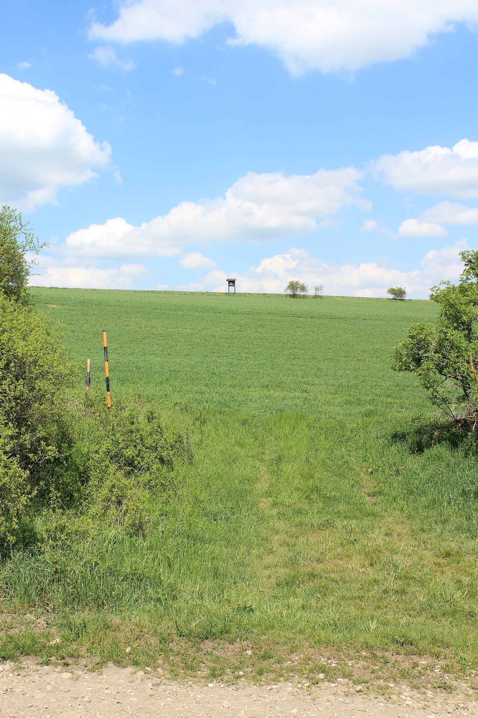 Wooded archaeological terrain/earthwork at the Stradonice Celtic oppidum.