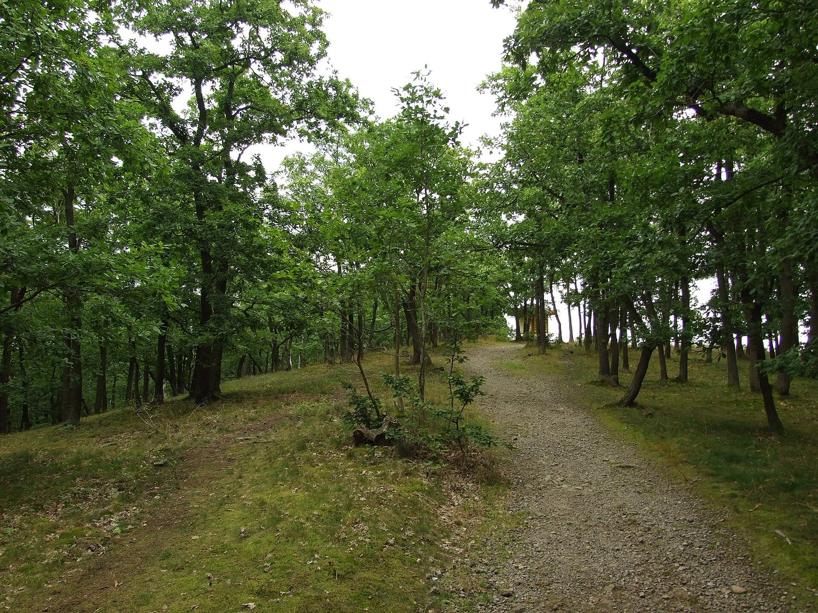 Forest path leading toward Závist’s acropolis, showing the present-day site experience.