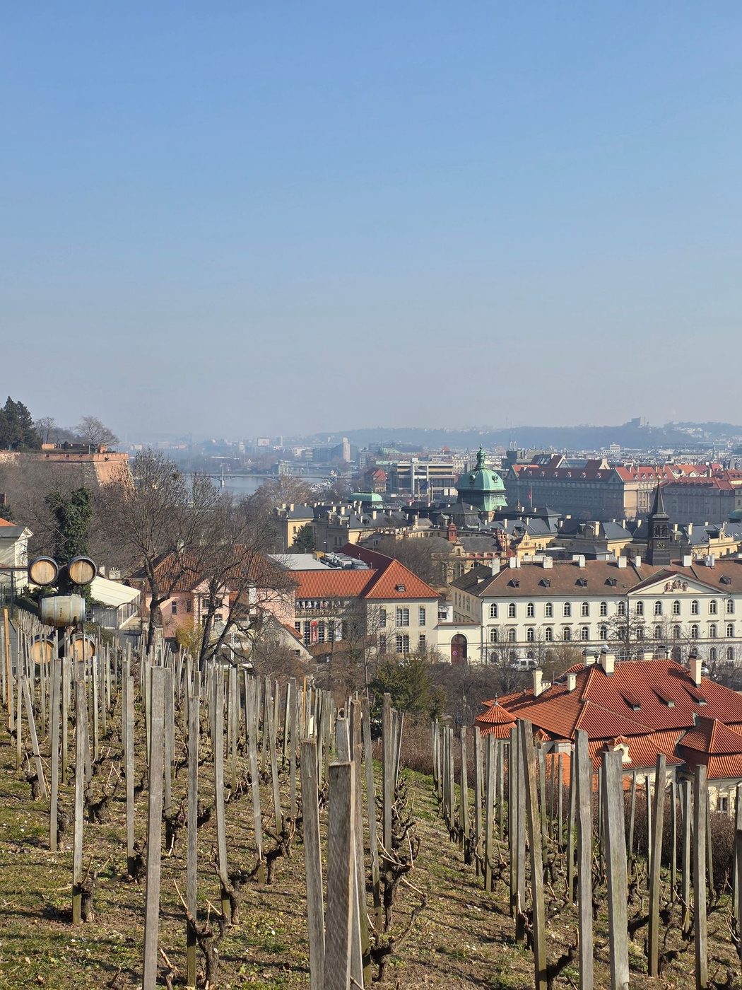 Rows of green grapevines visibly occupy a Prague hillside with dense red-roofed cityscape beyond.
